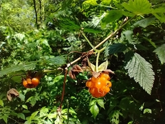 Rubus spectabilis