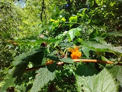 Rubus spectabilis