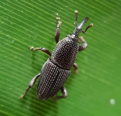 Polytus mellerborgii