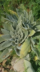 Verbascum thapsus