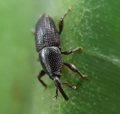 Polytus mellerborgii