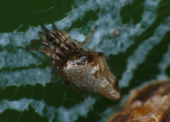 Cyclosa argentata