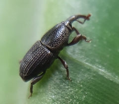 Polytus mellerborgii