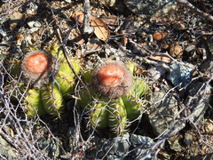 Melocactus matanzanus