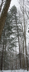 Tsuga canadensis