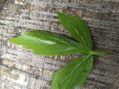 Puccinia bornmuelleri