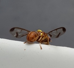 Bactrocera cucurbitae