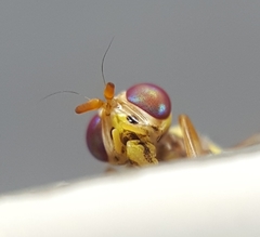 Bactrocera cucurbitae