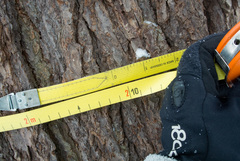 Tsuga canadensis
