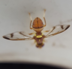 Bactrocera cucurbitae