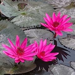 Nymphaea rubra