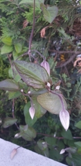 Clematis