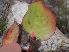 Protea cordata