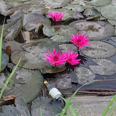 Nymphaea rubra