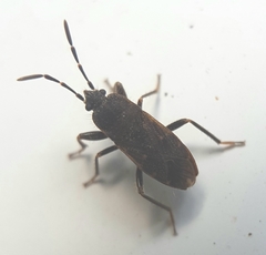 Lanchnophorus guttulatus