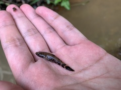 Oxyeleotris marmorata