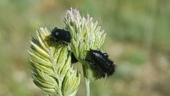 Enicopus ater