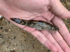 Oxyeleotris marmorata