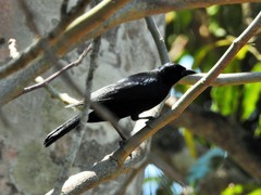 Ptiloxena atroviolacea