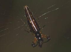 Cyclosa hamulata