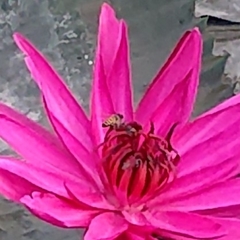 Apis cerana