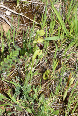 Ophrys vasconica