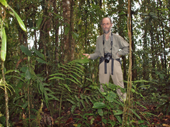 Diplazium lindbergii