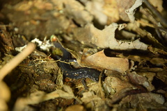 Plethodon shermani