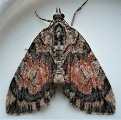 Hydriomena perfracta