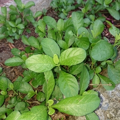 Ruellia tuberosa