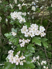 Crataegus monogyna