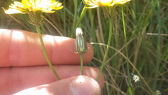 Crepis vesicaria taraxacifolia