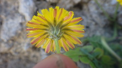 Crepis vesicaria taraxacifolia