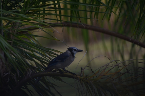 Corvidae image