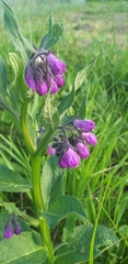 Symphytum officinale