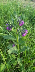 Symphytum officinale