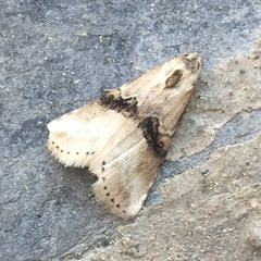 Zebeeba falsalis