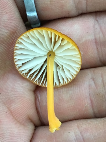 Cyptotrama borbonica