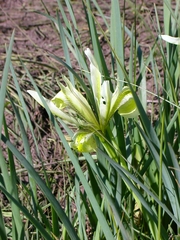 Iris grant-duffii