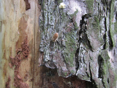 Rilaena triangularis