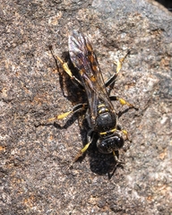 Crossocerus dimidiatus