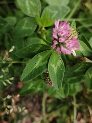 Trifolium pratense