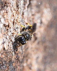 Crossocerus dimidiatus