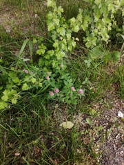 Trifolium pratense