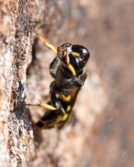 Crossocerus dimidiatus