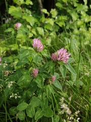 Trifolium pratense