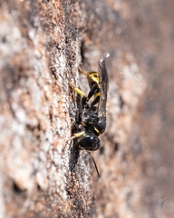 Crossocerus dimidiatus