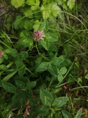 Trifolium pratense