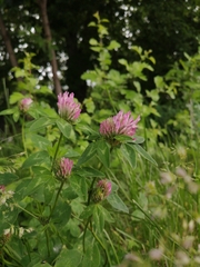 Trifolium pratense