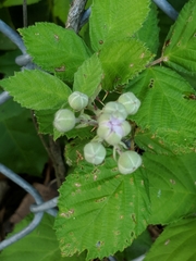 Rubus